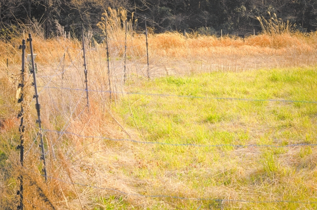 原野商法の土地を放置するリスク3選